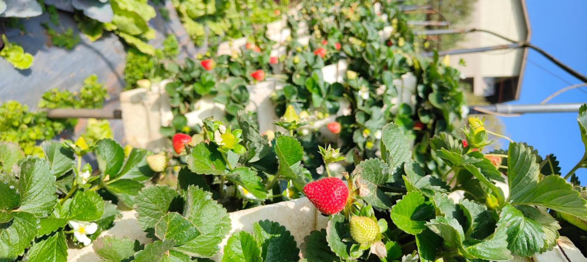 Woodland Farm Vila Mahabaleshwar Ngoại thất bức ảnh