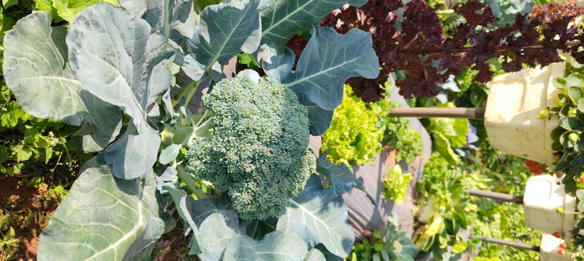 Woodland Farm Vila Mahabaleshwar Ngoại thất bức ảnh